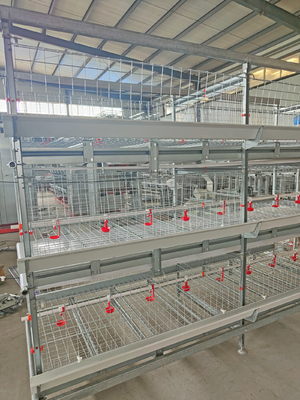 Automatic Layer Poultry Cage With Feeder And Drinker Poultry Cages For Layer Chickens For 10000 Birds