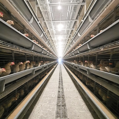 A Type Battery Layer Chicken Cages H-Type Battery Cage And Automatic Breeding System
