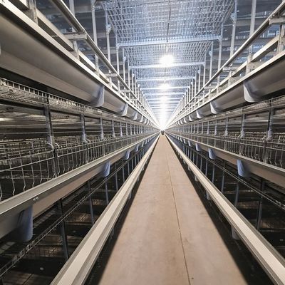 H-Type Automatic Layer Battery Cage System with Hot-Dip Galvanized Steel for 15-20 Years Service Life and Automated Egg Collection