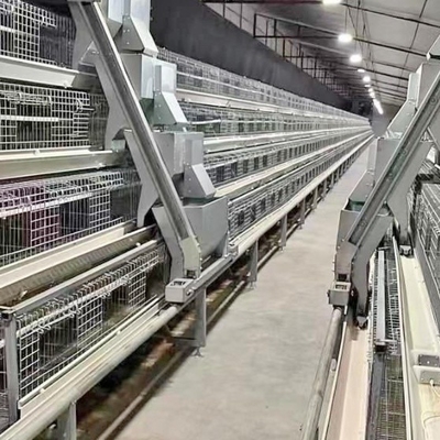 Automatic Layer Poultry Cage With Feeder And Drinker Poultry Cages For Layer Chickens For 10000 Birds