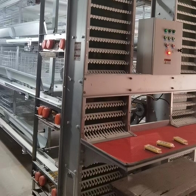 Automatic Layer Poultry Cage With Feeder And Drinker Poultry Cages For Layer Chickens For 10000 Birds