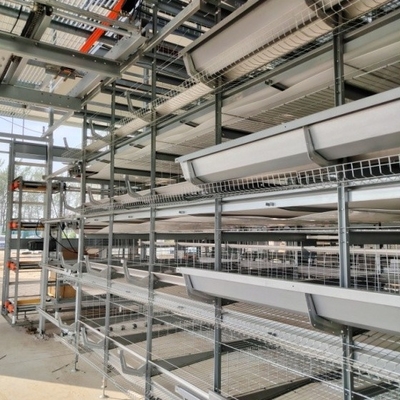 Space-Saving Design High Yield H-Type Fully Automatic Layer Cages for Modern Farms