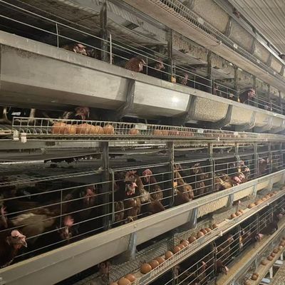 H-Type Layer Battery Cage Hot-Dip Galvanized Full Automation High-Density Breeding Poultry Farming Equipment