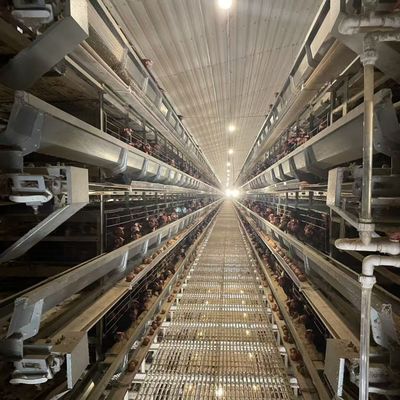 Hot Dipped Galvanized Steel 8 Tiers High Density Full Automatic Operation Battery Chicken Cage Poultry Farming Equipment