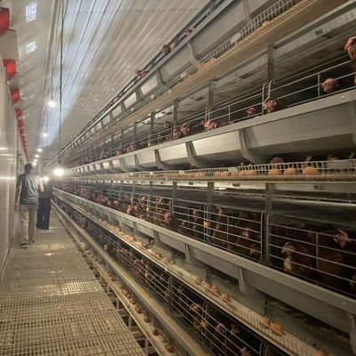 H-Type Automatic Layer Battery Cage System with Hot-Dip Galvanized Steel for 15-20 Years Service Life and Automated Egg Collection