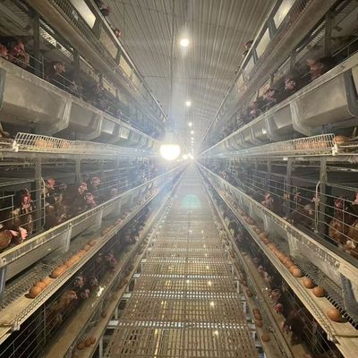 Automated H-Type Layer Poultry Farm Cage System with Feeding Line