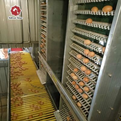 H Type Layer Cage System | Automatic Layer Chicken Cage for Commercial Poultry Farms