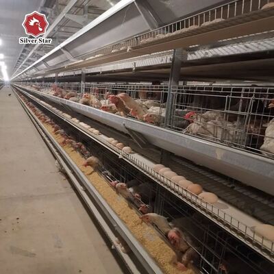 Industrial H-Type Automatic Layer Hen Battery Cage System for High-Yield Egg Production
