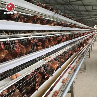 A-Type Layer Chicken Cage System with 3-Tier / 4-Tier Design, Automatic Feeding & Egg Collection, Hot-Dip Galvanized Steel
