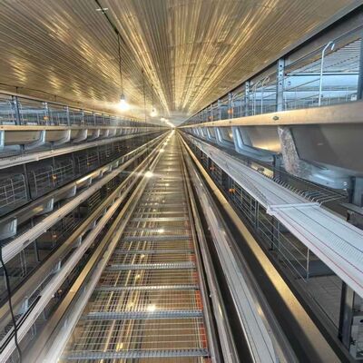 4 Tiers Layer Chicken Cage Featuring Feeders Suitable for Intensive Layer Hen Housing and Streamlined Feeding Operations