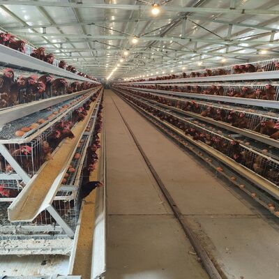A-Type Layer Chicken Cage System | Commercial Laying Hen Cage for Poultry Farms