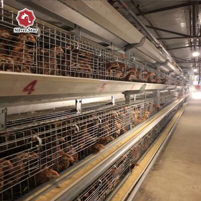 Automatic H-Type Baby Chick Cage System with Hot Dip Galvanizing and Automatic Nipple Drinkers for 100-300 Chickens/set