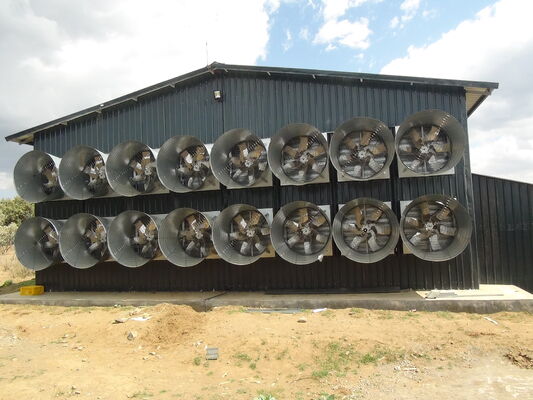 Automatic H Type Chicken Layer Cage 4 Tier 72 Birds Hot Dip Galvanized Steel Poultry Farming Equipment