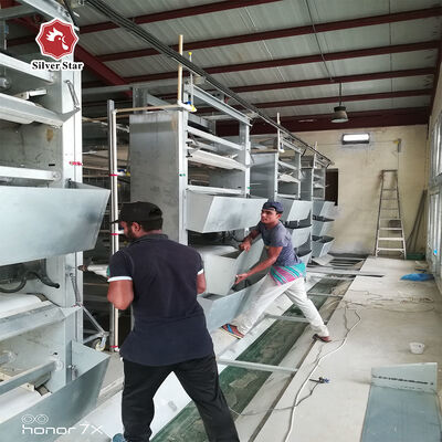 Hot-dip Galvanized Steel H Type Broiler Chicken Cage with Modular Automatic System and Adjustable Breeding Tiers
