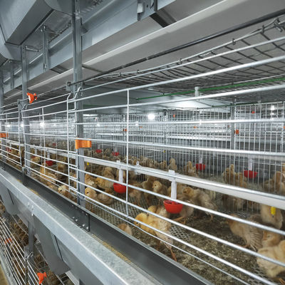 H Type Automatic Poultry Cage For Chicken ，Broiler Cage