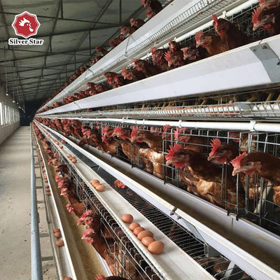 Customized Multi Layer Poultry Cage Automatic Egg Collection Cages