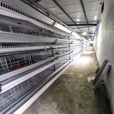 Fully Automatic H-Type Layer Cage System with Egg Collection & Belt Manure Removal