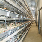 20000 Birds Battery Chicken Layer Cage H Type For Pakistan Farm 2mm