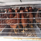144 Birds H Type Chicken Cage , Q235A HDG Chicken Laying Eggs Cage