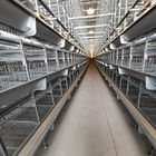 A / H Type Layer Poultry Cages , HDG 54-384 Chicken Egg Laying Machine