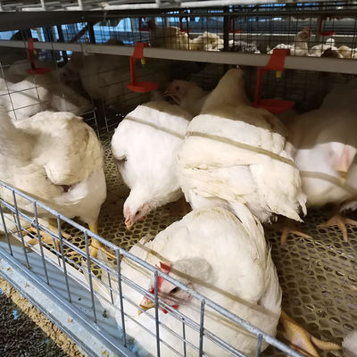 Full Automatic H-Type Broiler Chicken Cage Hot-Dip Galvanized High-Density Poultry Farming Equipment