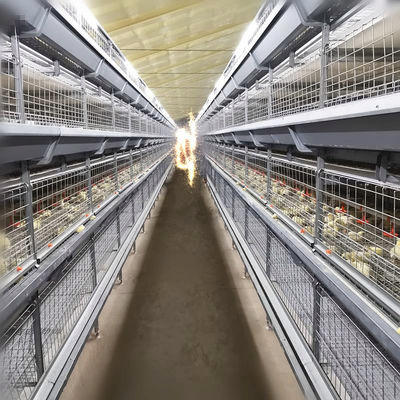 Automated H-Type Meat Broiler Cage System with Hot-Dip Galvanized Steel for High-Density Poultry Farming