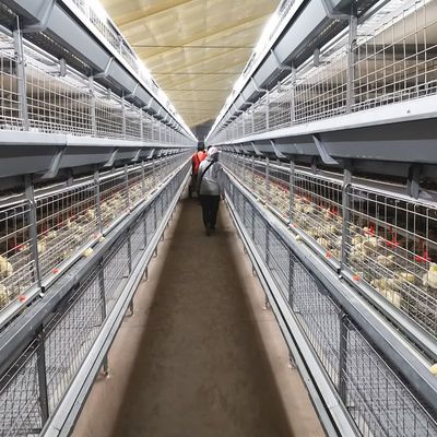 Automated H-Type Broiler Cage System with Hot-Dip Galvanized Steel for High-Density Poultry Farming