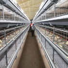 Husbandry Livestock 3 Tier Chicken Cage , HDG 125kgs 208 Broiler Farm Equipment