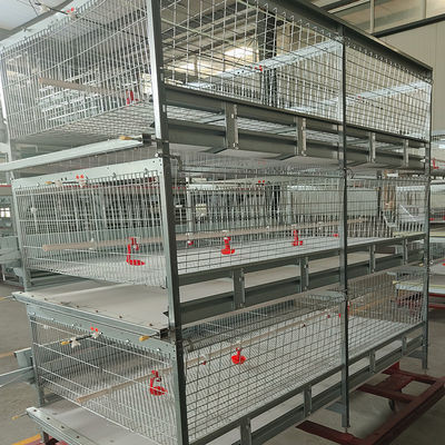 Automated H-Type Meat Broiler Cage System with Hot-Dip Galvanized Steel for High-Density Poultry Farming