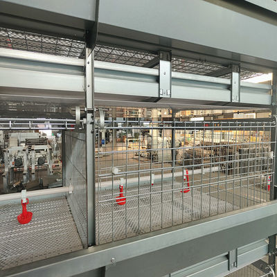 Heavy Duty H Type Broiler Cage System with Feeding and Drinking Equipment