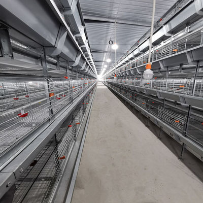 Fully Automated Hot-Dip Galvanized H-Type Broiler Cage System for High-Density Poultry Farming