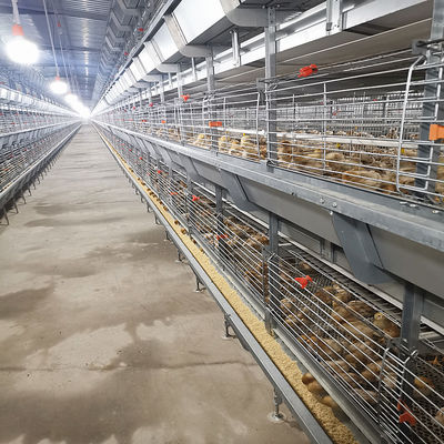 Hot Dip Galvanized Automatic Broiler Battery Cage System for 100-300 Chickens with Automatic Feeding Trough