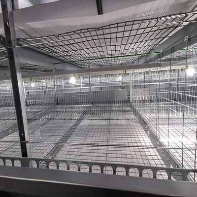 One Day Old Baby Chick Cage With Full Automatic System