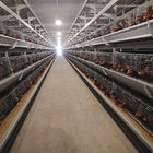 650x1250x2220mm Battery Poultry Cage H Type Automatic For Layer
