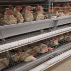 3-8 Tiers Enclosed Chicken Laying Eggs Cage , SGS Automated Battery Cage System For Layers