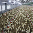 3 Lines Raising 30000 Broiler Equipment Prefab Poultry Closed House