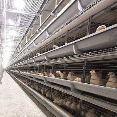 H-Type Automatic Battery Cage System with Hot Dip Galvanizing and Stackable Modular Design for Commercial Meat Chicken Cage