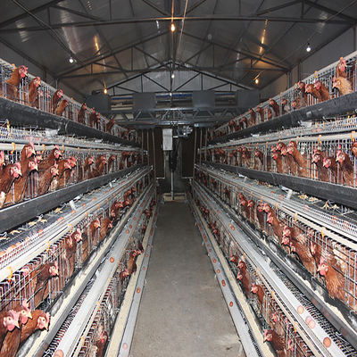 Hot-Dip Galvanized H-Type Layer Cage System Fully Automatic Poultry Farming Equipment with 15–20 Year Lifespan