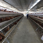 195x41x41cm 90, 120 Birds Layer Chicken Cage Poultry Farming Equipment