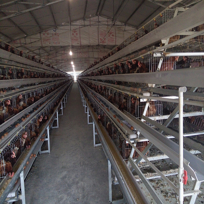 A Type Layer Egg Laying Chicken Cage 160 Birds With Automatic Feeding System