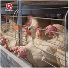 Automatic Hot Galvanized Layer Chicken Cage System 4 Birds Per Cell