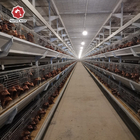 Automatic Broiler Chicken Cages Farming H Type Battery Breeding System 192 Birds / Set
