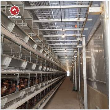 H Type Fully Automatic Broiler Chicken Cage 144 Chickens 162 Chickens