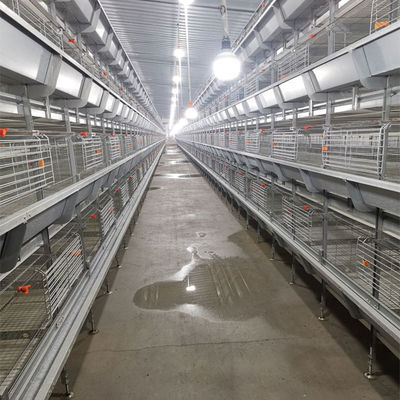 Automated H-Type Meat Broiler Cage System with Hot-Dip Galvanized Steel for High-Density Poultry Farming