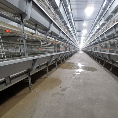 Automatic H Type Cages Specifically For Baby Poultry Broiler Chickens