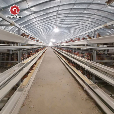 H Type Fully Automatic Broiler Chicken Cage 144 Chickens 162 Chickens