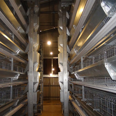 H Type Fully Automatic Broiler Chicken Cage 144 Chickens 162 Chickens