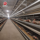 Breeding Equipment Layer Chicken Cage H Type 3 Tiers 54 birds / set