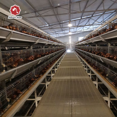 Turnkey H-Type Layer Battery Cage Project Solution for 50,000+ Chicken Farms