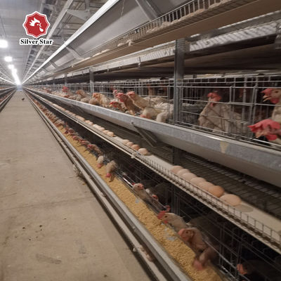 Turnkey H-Type Layer Battery Cage Project Solution for 50,000+ Chicken Farms